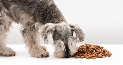 Choisir les Croquettes de son Chien selon son Âge : Guide Complet !