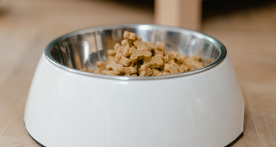 10 Ingrédients à Éviter dans les Croquettes pour Chien !