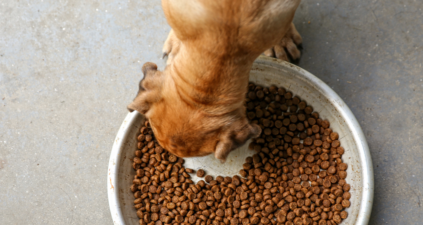 savoir si les Croquettes conviennent à mon Chien