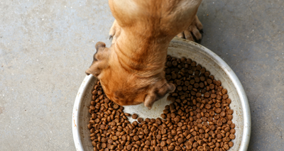 Comment savoir si les Croquettes conviennent à mon Chien ?