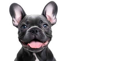 Quelles Croquettes choisir pour un Bouledogue Français ?