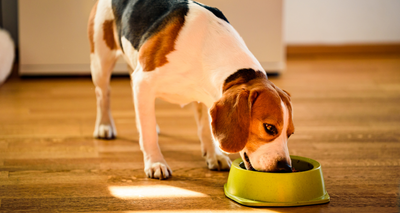 Changer les Croquettes de mon Chien : la Transition parfaite !