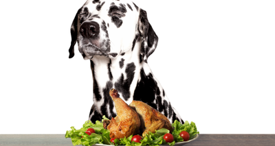 Taux de Protéines idéal dans les Croquettes pour Chien