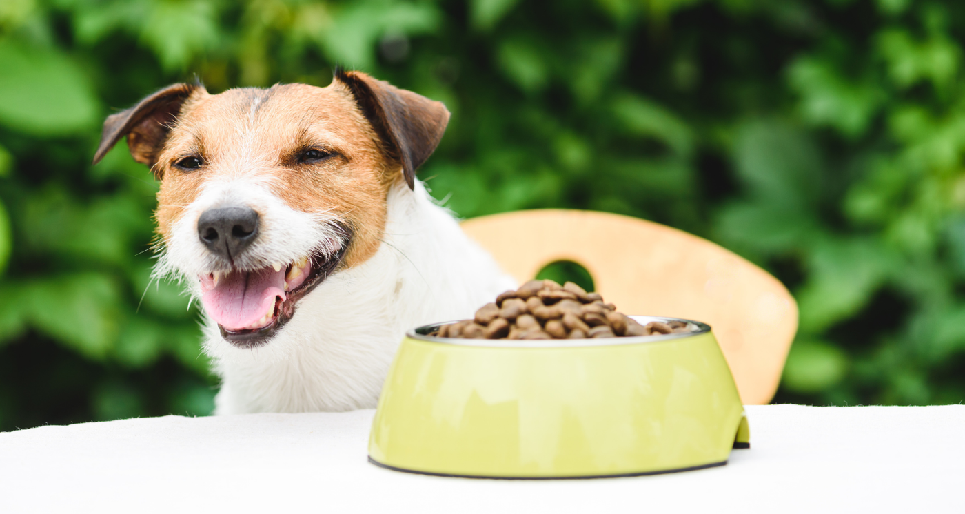 croquette chien atopique