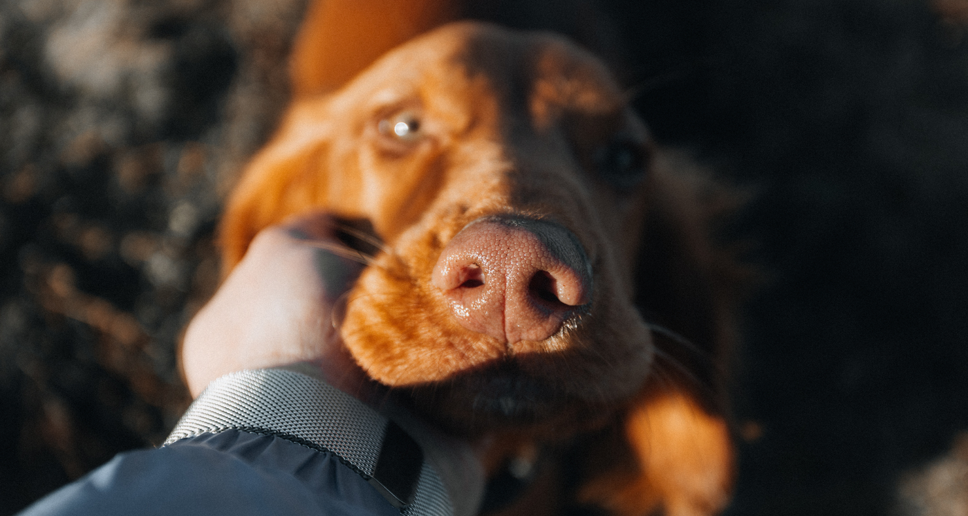 Comment éviter l’Obésité chez le Chien