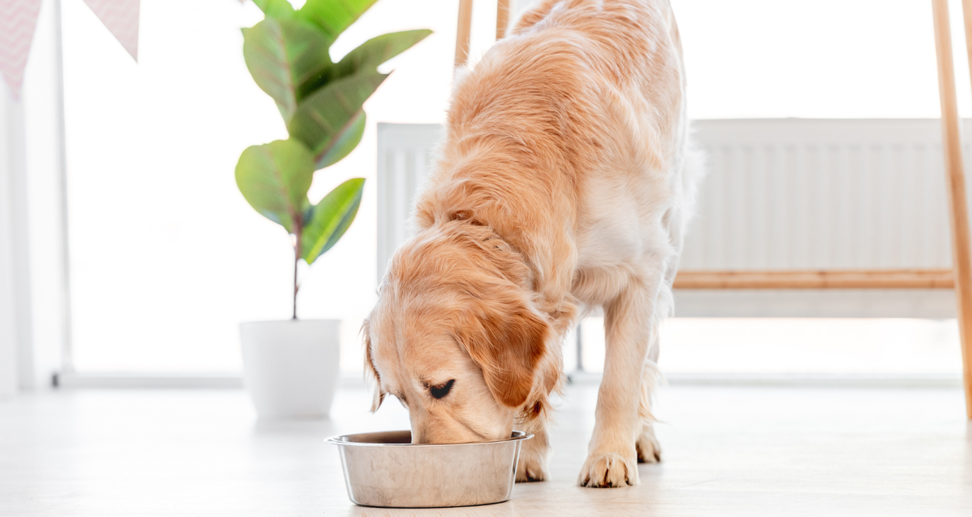 croquette energie chien