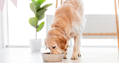 Choisir une Croquette qui répond à l’énergie dont le Chien a Besoin !