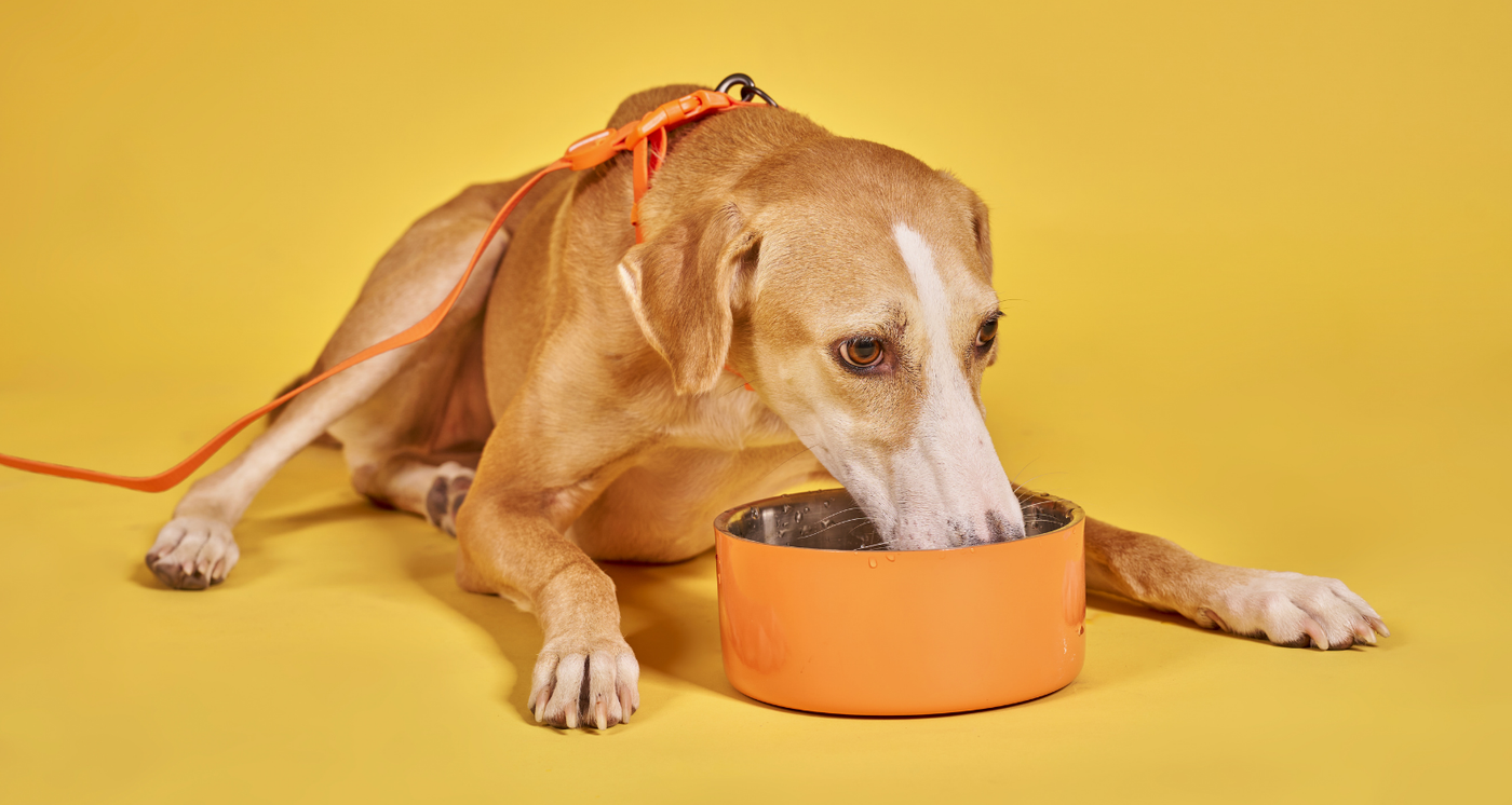 croquette appetante chien