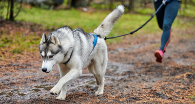 Quelles Croquettes Choisir pour un Chien qui fait du Canicross ?
