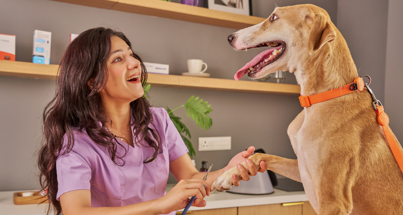 chien comment eviter aller veterinaire