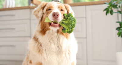 Chien au Régime : 10 erreurs à Éviter !