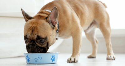 Comment choisir une Croquette pour Chien Diabétique ?