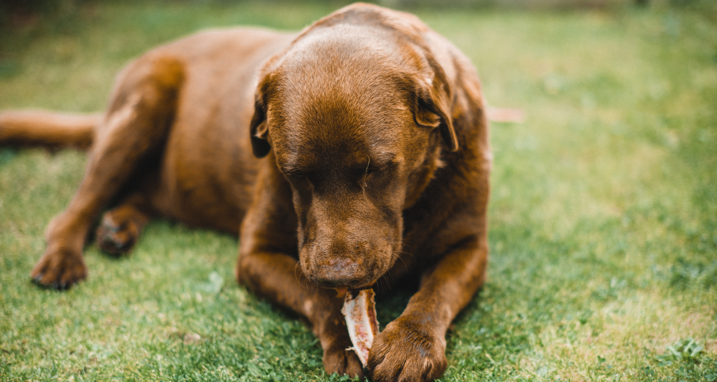 croquettes chien matières premières qualité