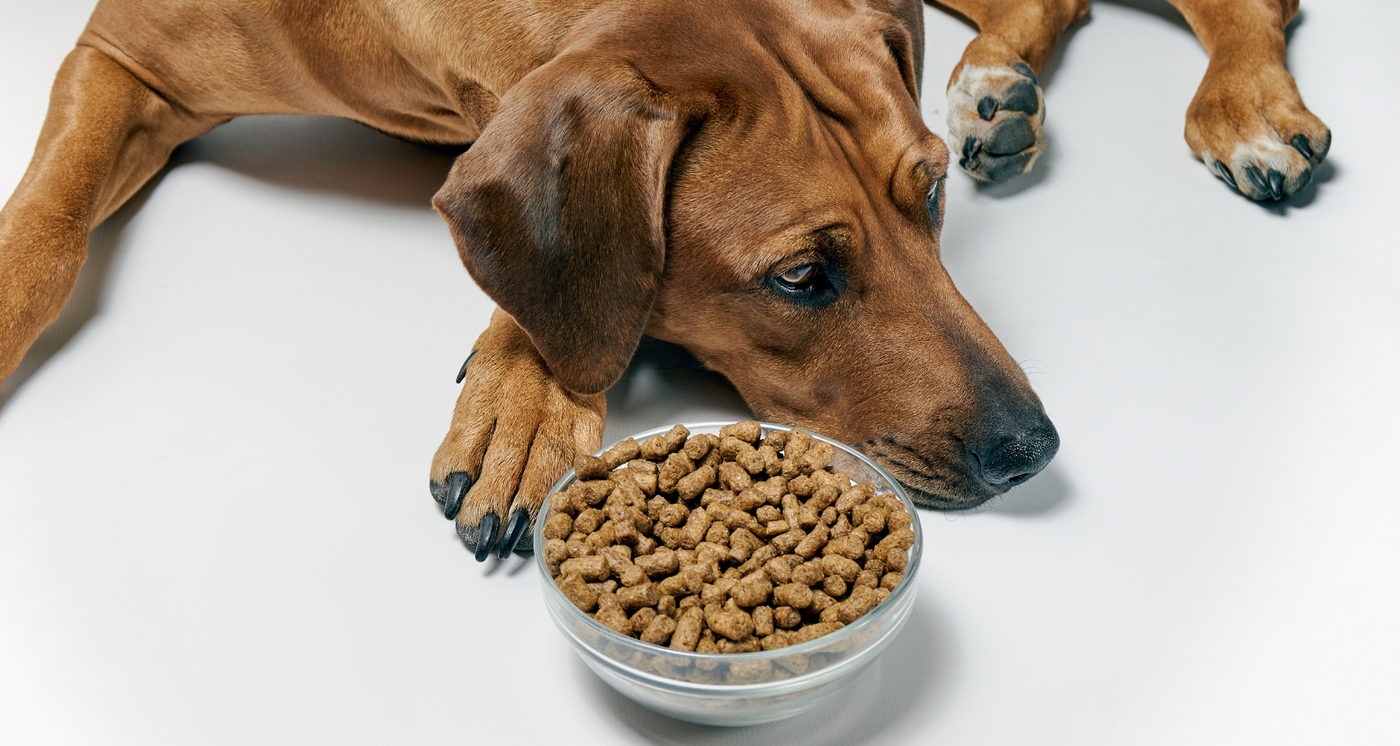 Choisir une bonne Croquette pour son Chien