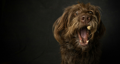 Croquettes pour Chien au Canard : Bienfaits et Caractéristiques