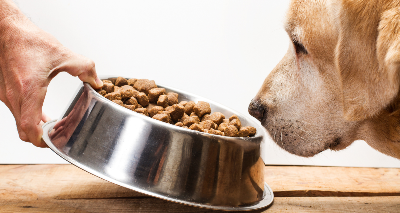 choisir Croquette Chien Difficile