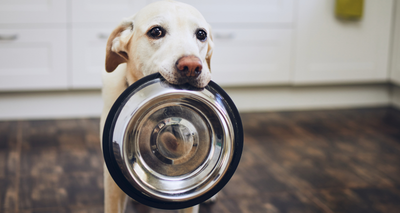 Est-il préférable pour un Chien de Manger Une ou Deux fois par Jour ?