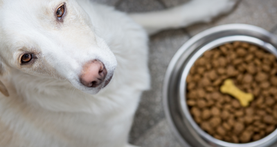Comment lire l'Étiquette des Croquettes pour Chien ?