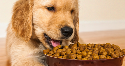 Pourquoi donner des Croquettes riches en Protéines à Votre Chien ?