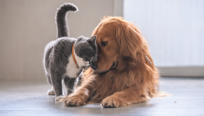 Peut-on donner de la Pâtée pour Chat à un Chien ?