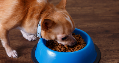 Choisir des Croquettes pour Chien Allergique : 10 conseils !