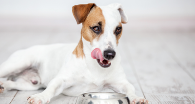 Comment choisir une Croquette pour Chien Stérilisé ?