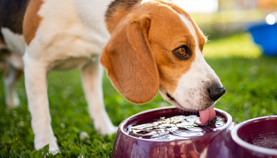 Eau dans les Croquettes pour Chien : tout savoir !