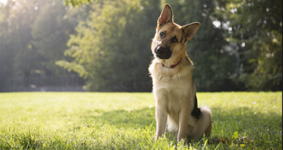 Choisir des Croquettes pour Chien en pleine Croissance : Conseils !
