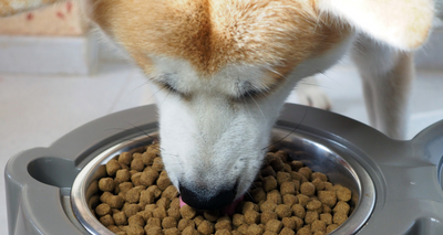 Comment choisir une Croquette pour Chien Sportif ?