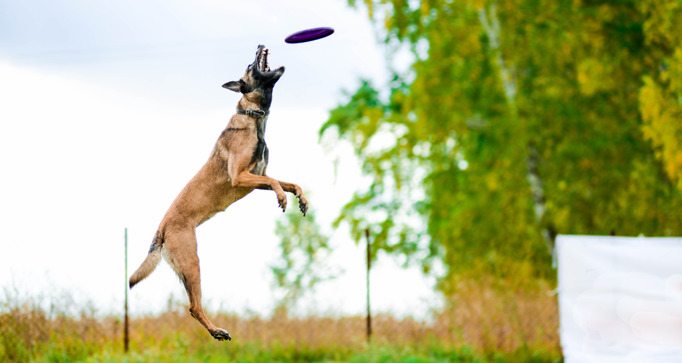 Croquettes pour Chien Actif et Sportif