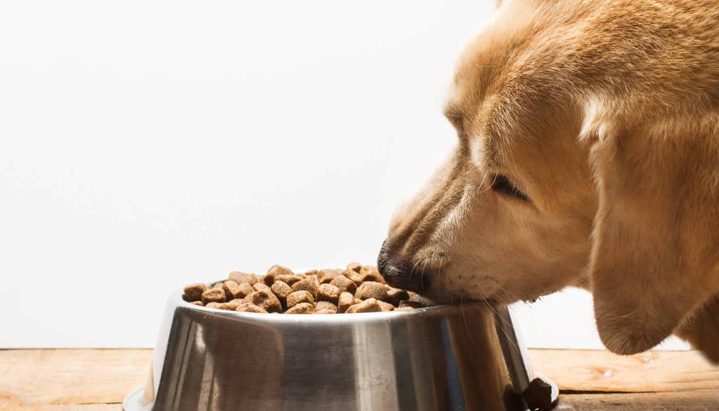 Comment savoir si une Croquette Chien est de bonne Qualité ?