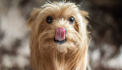 Croquettes pour Chiens : Avantages et Inconvénients des Abonnements !
