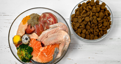 Croquettes Premium Chien : pourquoi et comment choisir ?