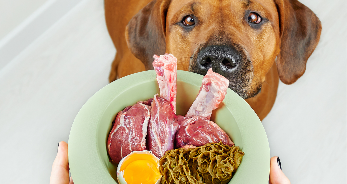 Aliments Hypoallergéniques pour les Chiens