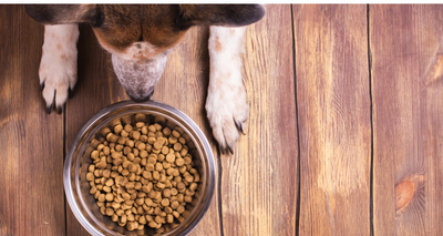 Choisir des Croquettes pour Chien Âgés : 10 conseils !
