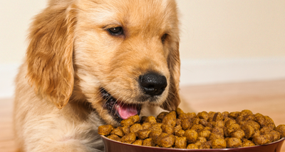 Choisir des Croquettes pour Chiot : 10 conseils !