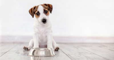 Choisir des Croquettes en fonction de la Race de votre Chien : Conseils !