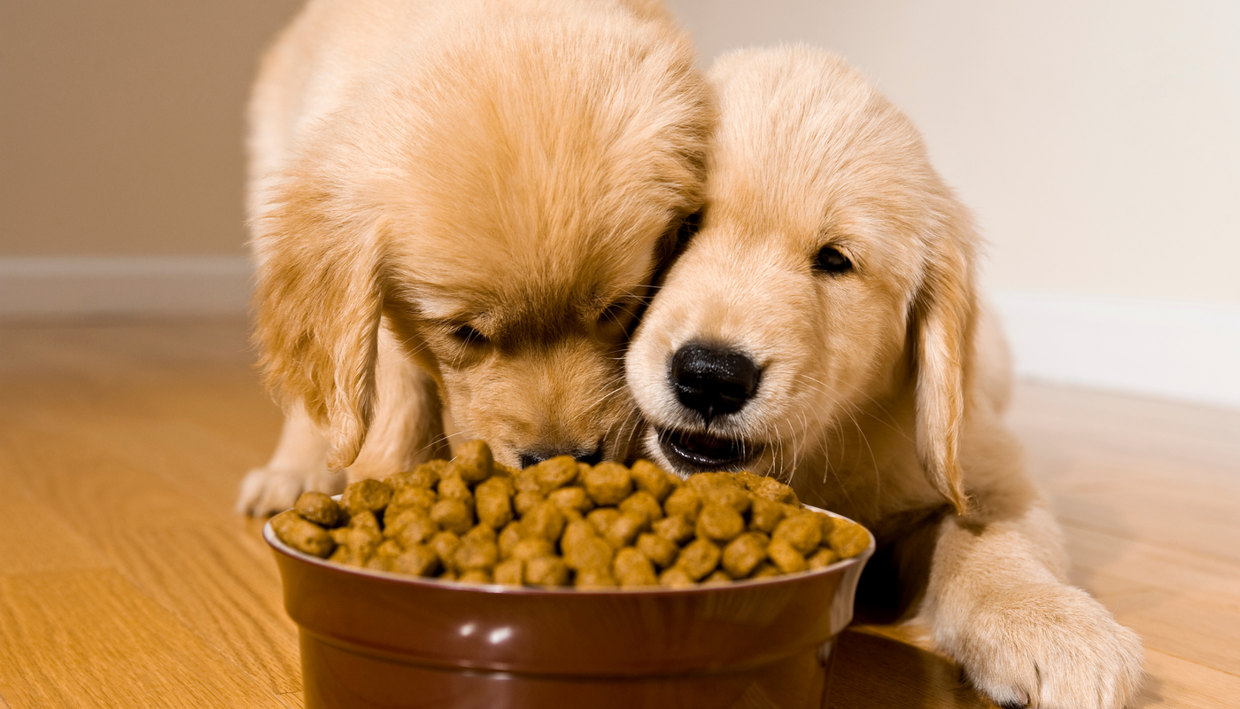 Croquettes au Poisson : Bénéfices pour les Chiens