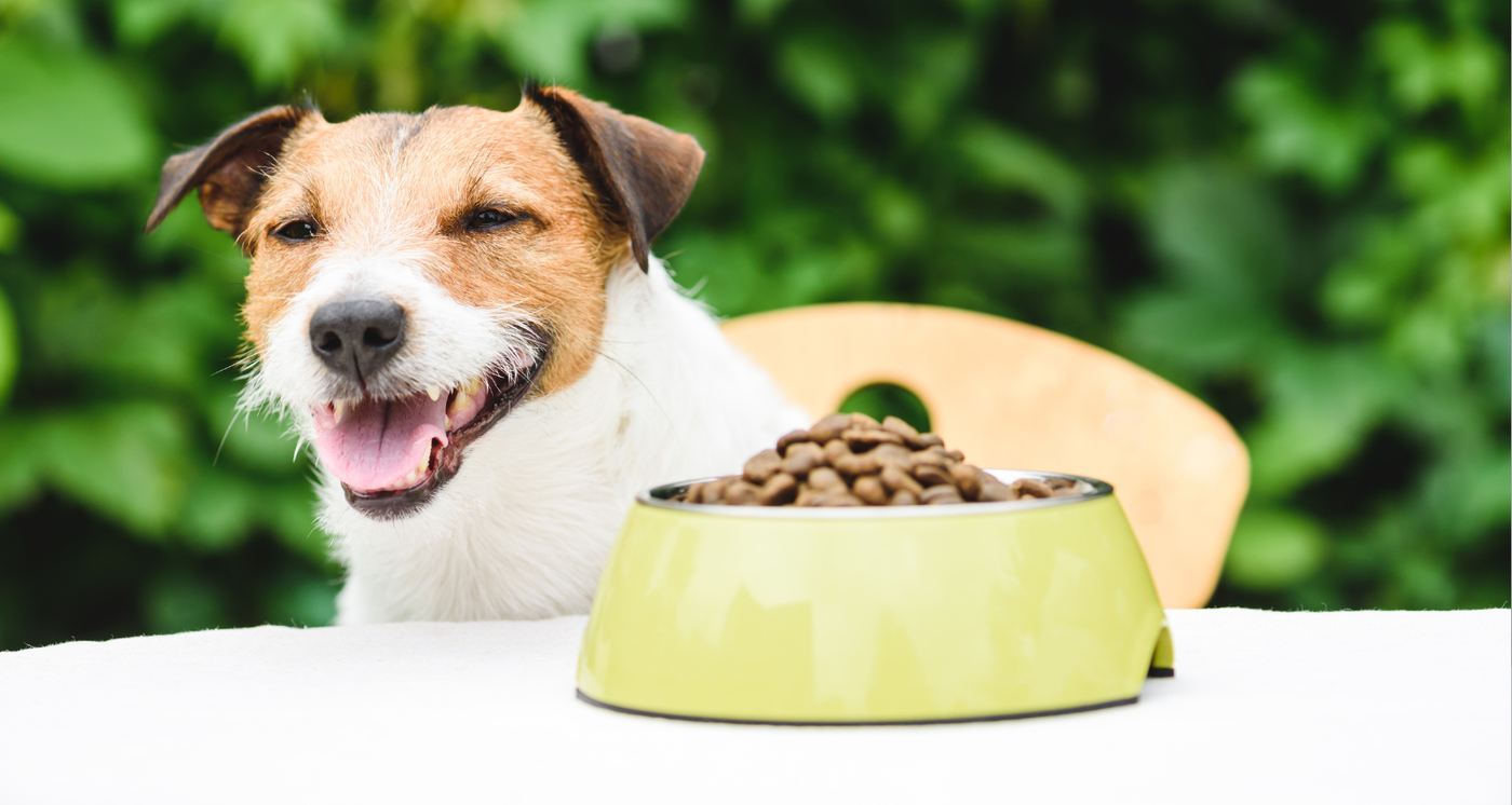 Varier les Croquettes de son Chien