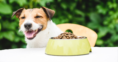 Faut-il Varier les Croquettes de son Chien ?