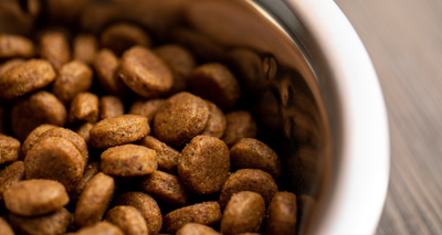 Pourquoi passer aux Croquettes pour Chien Sénior ?