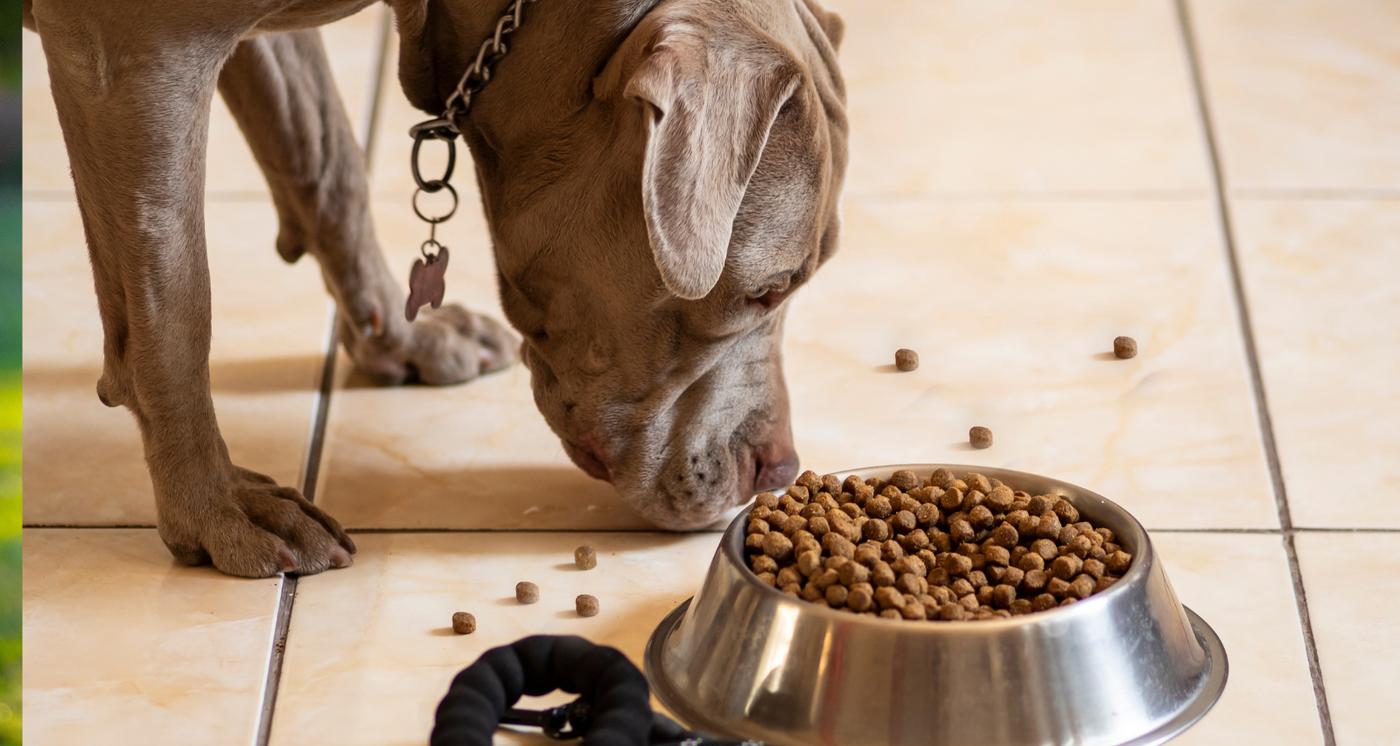 Différences entre Croquettes Light et Croquettes pour Chiens Stérilisés
