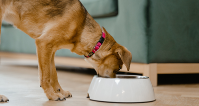 Quelle est la Nutrition la plus idéale pour les Chiens ?