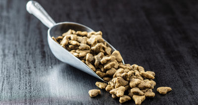 Quelle est la Composition idéale des Croquettes pour Chien ?