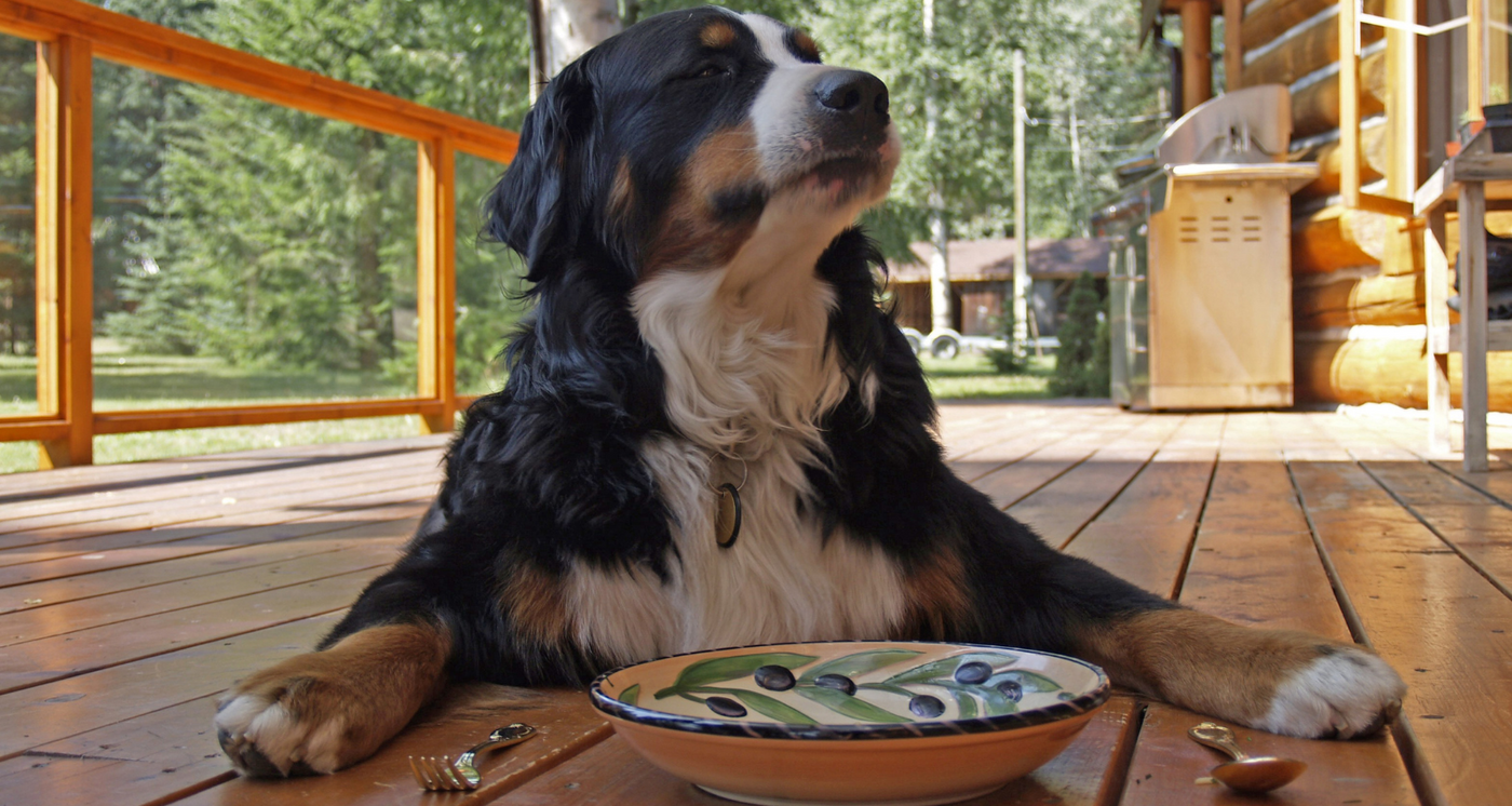Croquettes pour Chien : avec ou sans Céréales ?