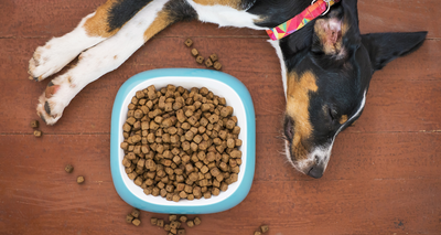Bienfaits des Fibres pour la Santé du Chien !