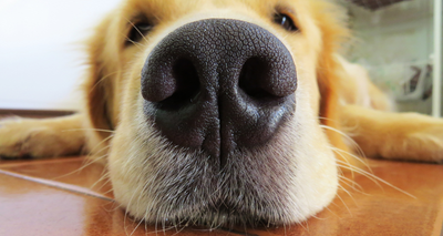 Quelles Croquettes choisir pour un Golden Retriever ?
