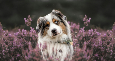 Quelles Croquettes choisir pour un Berger Australien ?