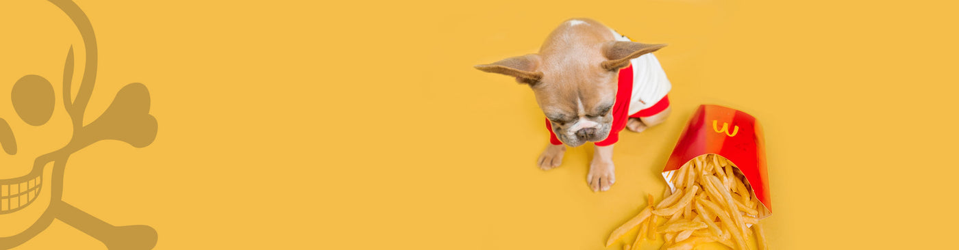 12 aliments toxiques pour les chiens