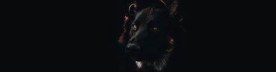 Le Berger Allemand Noir : Guide Complet